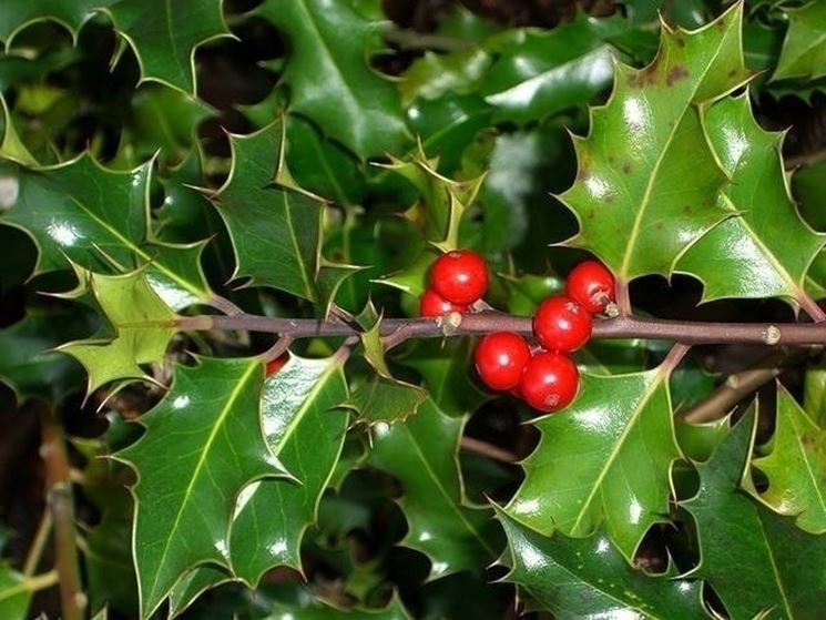 Fino al 12 dicembre piantine di Ilex ad un prezzo speciale!
